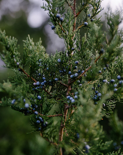 Juniper Berries(Juniperus communis)