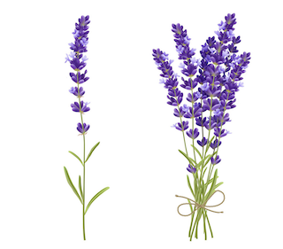 Lavender(Lavandula Officinalis)