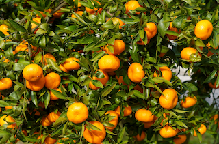 Wild Orange(Citrus sinensis)