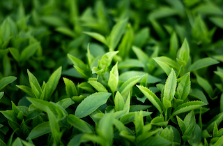 Tea Tree oil - Certified Organic(Melaleuca alternifolia)