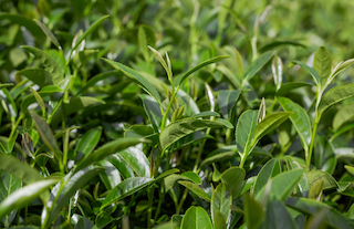 Green Tea Absolute Oil(Thea sinensis L.)