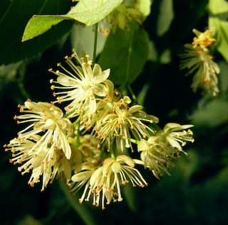 Linden Blossom Absolute Oil(Tilia vulgaris)