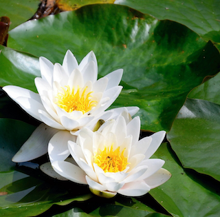 Lotus White Absolute Oil(Nelumbo nucifera)