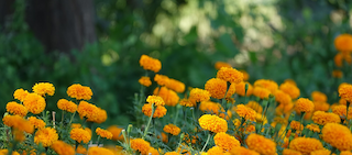 Marigold Absolute Oil(Calendula Officinalis)