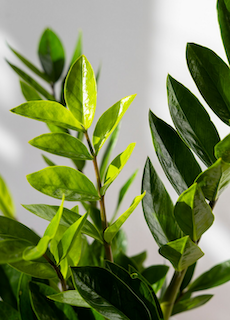 Tea Tree(Melaleuca Alternifolia)